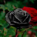 Rose Noire