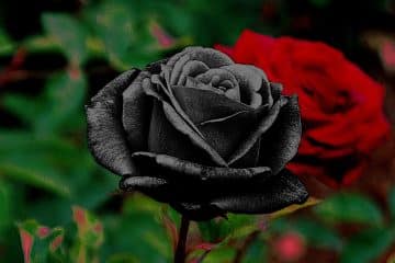 Rose Noire