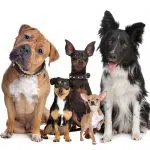 assurer son chien