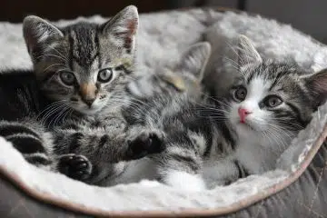 Les chats aussi ont le droit d'être de grands gastronomes !