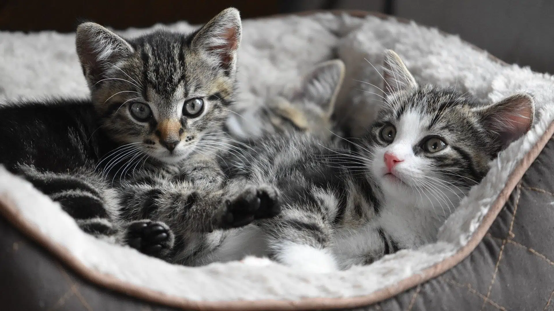 Les chats aussi ont le droit d'être de grands gastronomes !