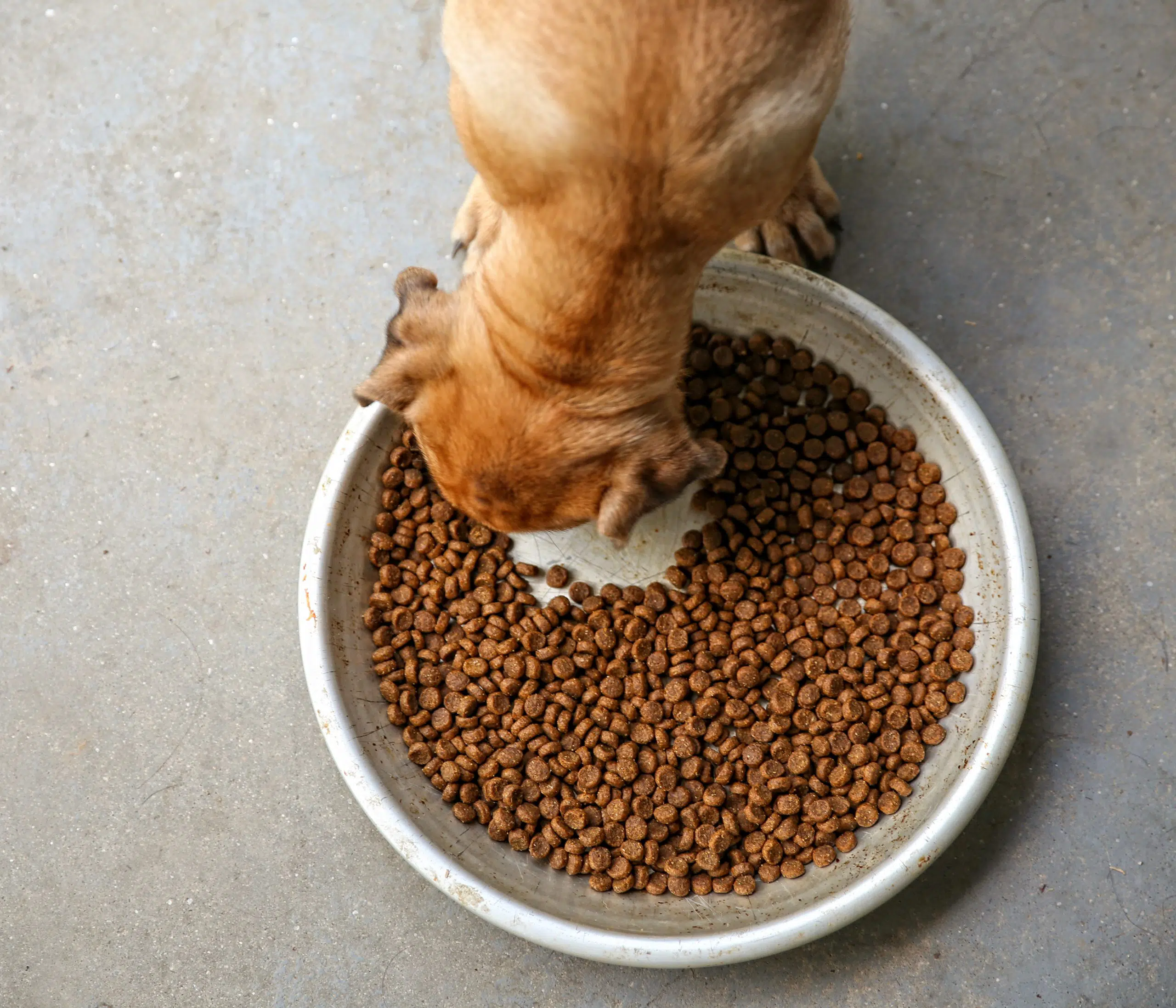 quantité de croquettes faut-il à votre chien